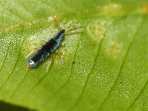 Image result for Springtail Bug-Bite