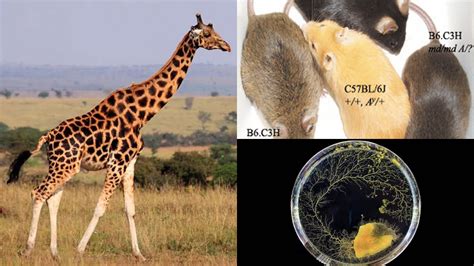 Image result for Evolutionary Biology Explained