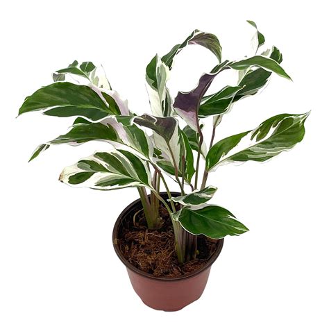 BubbleBlooms Easy Grow Calathea Stella Variegated Prayer Plant, Indoor Houseplant - 4 Inch ...