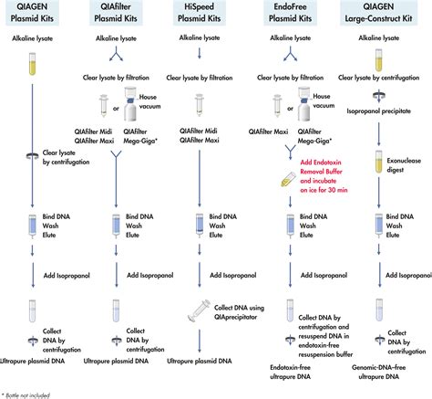 Image result for DNA Extraction QIAGEN Protocol
