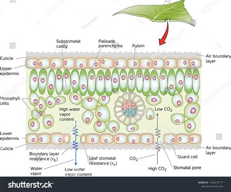 39,697 Leaves cross section Images, Stock Photos & Vectors | Shutterstock