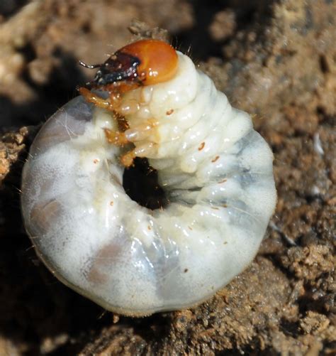 June Bug Larvae Stages at Mia Rooke blog