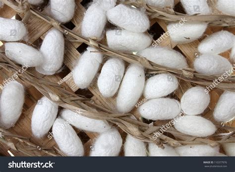 Silkworm Cocoon Macro Detail Many Silk Stock Photo 110377976 - Shutterstock