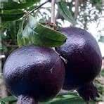 Black Pomegranate/Bedana Live Plant Pack Of-1 (Original Variety Black ...