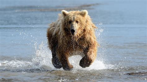 How Fast Can Grizzly Bears Run