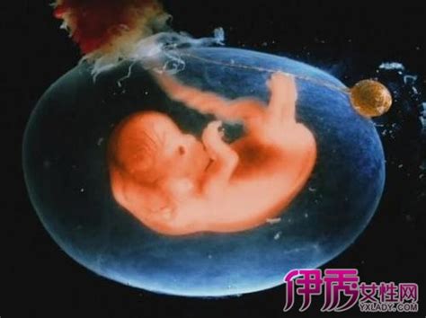 【怀孕十一周胎儿高清图】【图】怀孕十一周胎儿高清图片赏析 分享在此阶段的注意事项(2)_伊秀亲子|yxlady.com