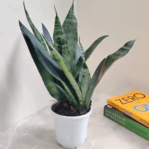 CAPPL Sansevieria (Snake Plant) trifasciata Princess Plant : Amazon.in ...