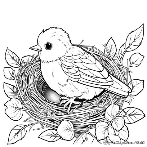 Bird Nest Coloring Pages - Free & Printable!