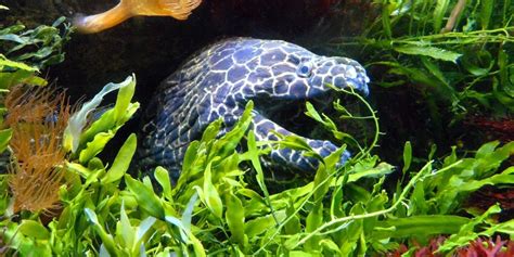 Image result for Python Eel GUI