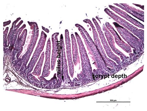 The Effect of Substitution of Palm Fat with Linseed Oil on the Lipid ...