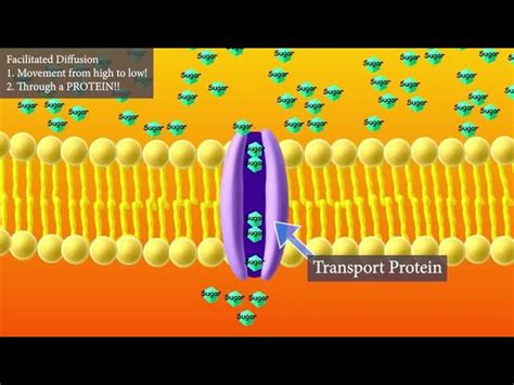 Image result for Animation How Diffusion Animation How Diffusion Works