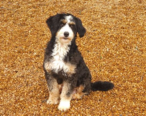 Bernese Mountain Poodle Mix Puppies
