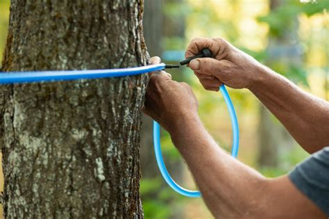 Image result for Extracting Maple Syrup From Trees
