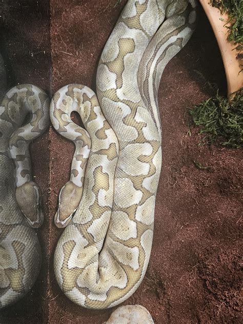 Image result for Super Bamboo Ball Python