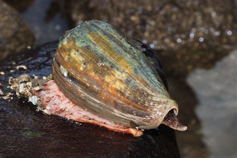 Mumbai’s sea creatures live in the city’s best real estate – but the ...