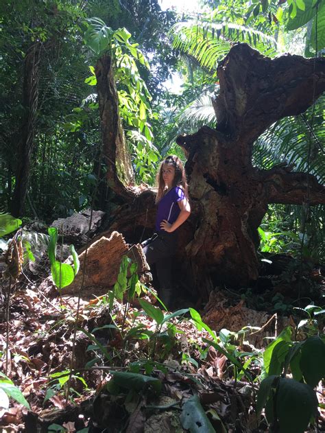 Image result for Logging Amazon Rainforest