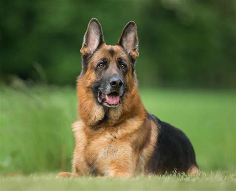 Dog German Shepherd