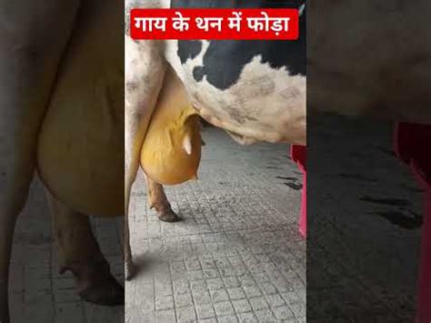Exploding Cow Abscess 的图像结果