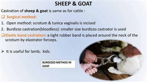 Castration of animal.pptx