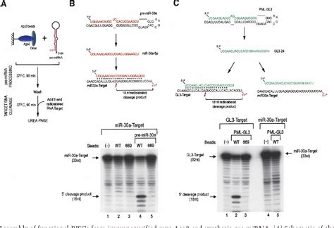 Risc Complex 的图像结果