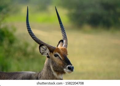 Image result for Springbok Epic Logo