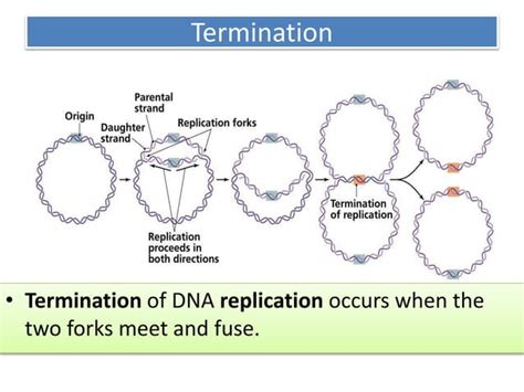 Image result for DNA Replication Class 12