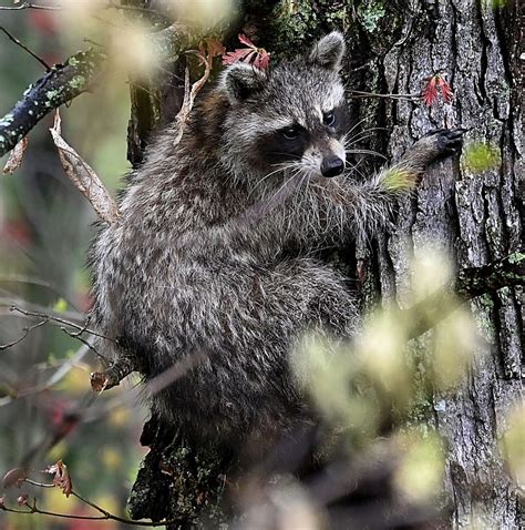Tennessee State Animal