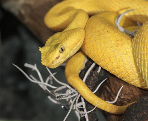 Golden Lancehead Viper Island