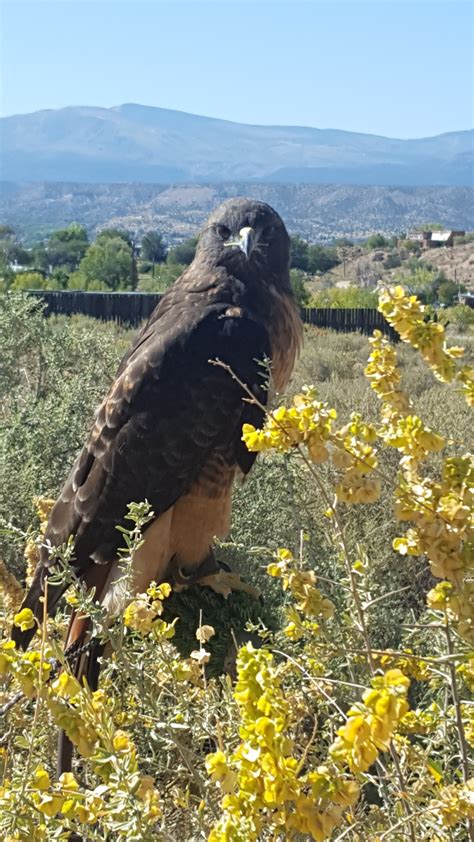 Meet the Ambassador Animals - New Mexico Wildlife Center