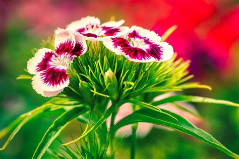 William Williams Botanical Guide: Your Gateway to the Wonders of the ...
