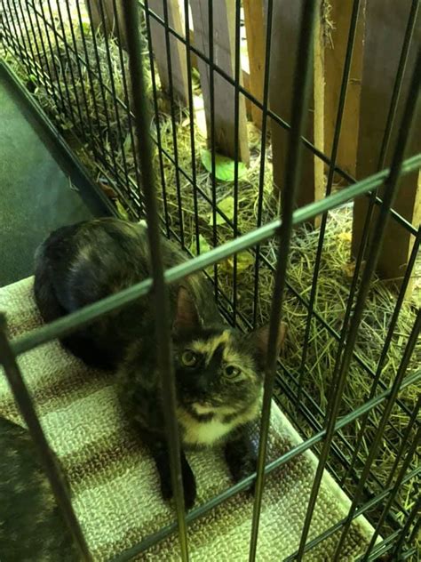 Image result for Working Cat Program