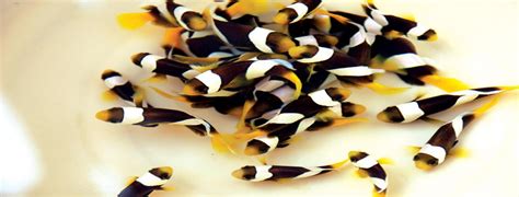 Fisheries Science Division | ICAR