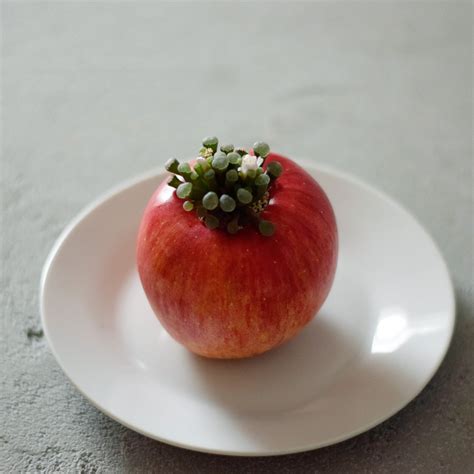 mysterious fruit pot (small apple) 菊晃玉 | echidna