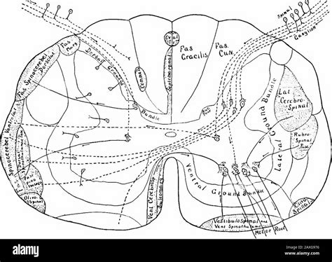 A manual of anatomy . e cord. 2. The direct pyramidal tract {fasciculus ...