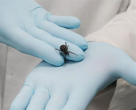 False widow spider warning after mammal shock - how to spot them and do they bite humans? | The ...