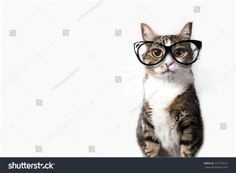 Cat and glasses : 37 678 images, photos et images vectorielles de stock ...