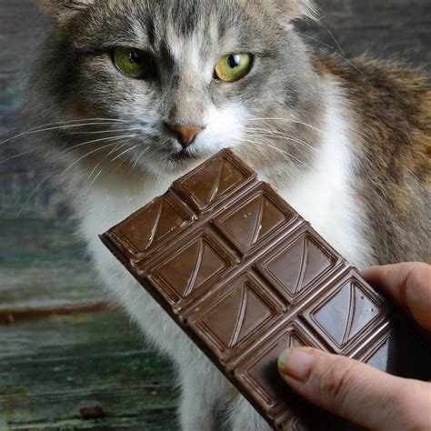 Can Cats Eat Chocolate or Is It Toxic For Cats? - Bella+Duke