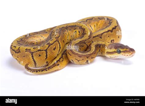 Ball Python Cint Reptile 的图像结果