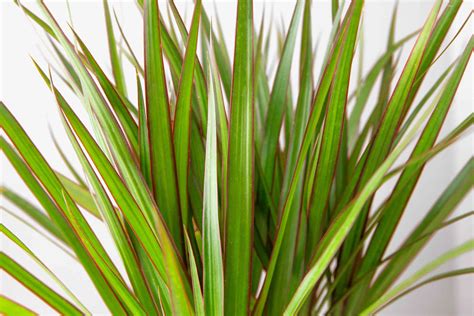 Dragon Tree: Indoor Plant Care & Growing Guide