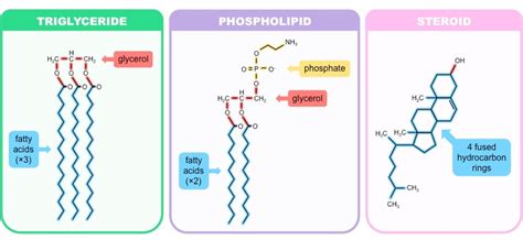 Organic Polymers | BioNinja