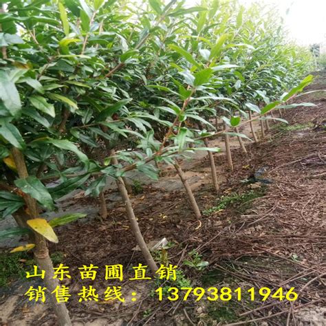 四川省达州市哪里还有软籽石榴苗2年苗价格__金农网