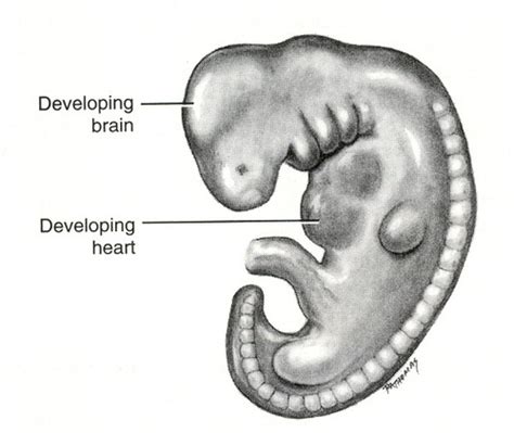 Embryonic Facial Development 的图像结果