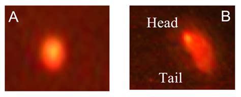 Thiacloprid Induced Developmental Neurotoxicity via ROS-Oxidative ...