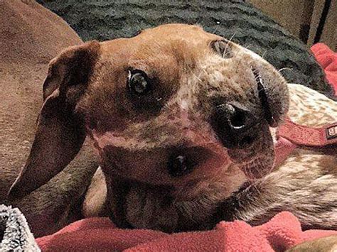 Dog nose illusion