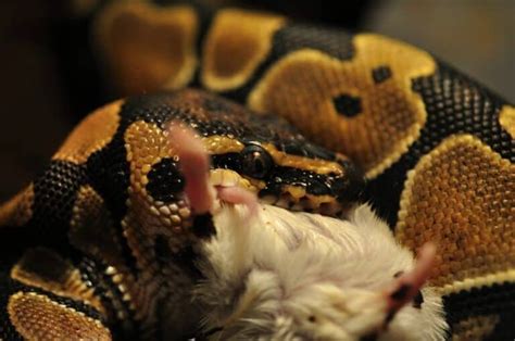 Image result for Ball Python Eating Deer