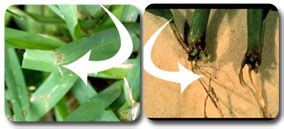 Garden Website Design, Free CSS Template