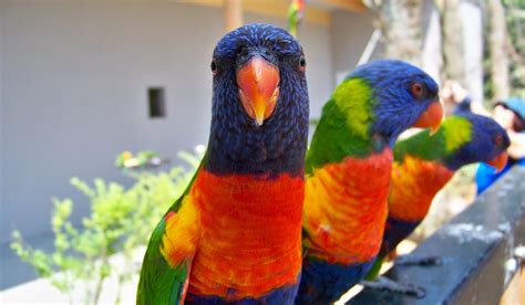 Image result for Parrot Security Tutorials