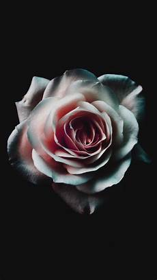 Flower Lock Screen Black Iphone Wallpaper by Flower White Green Minimal Nature Iphone 6 Flower Lock Screen Black Iphone Wallpaper