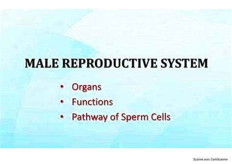 SOLUTION: Male reproductive system - organs, functions and pathway of ...