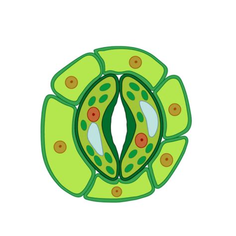 Autotrophic Nutrition in Biology: Definition, Types and Importance | AESL